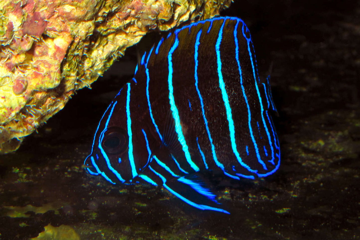 Pomacanthus navarchu (Majestic Angelfish)
