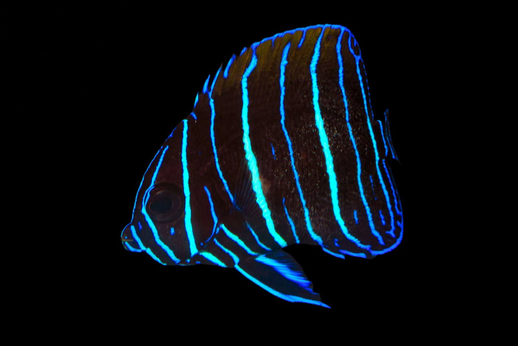 Pomacanthus navarchu (Majestic Angelfish)
