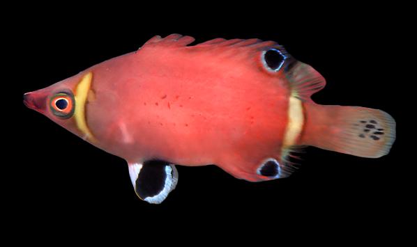 Wetmorella nigropinnata (Yellow Banded Possum Wrasse)