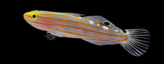 Koumansetta rainfordi (Court Jester Goby)
