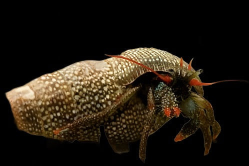 Clibanarius diguetti (Red leg Hermit crab)