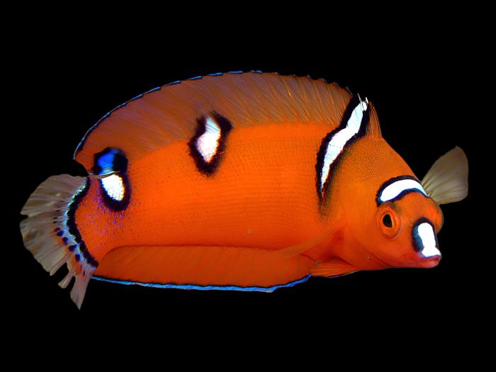 Coris gaimard (Red Coris Wrasse) Small Juv.