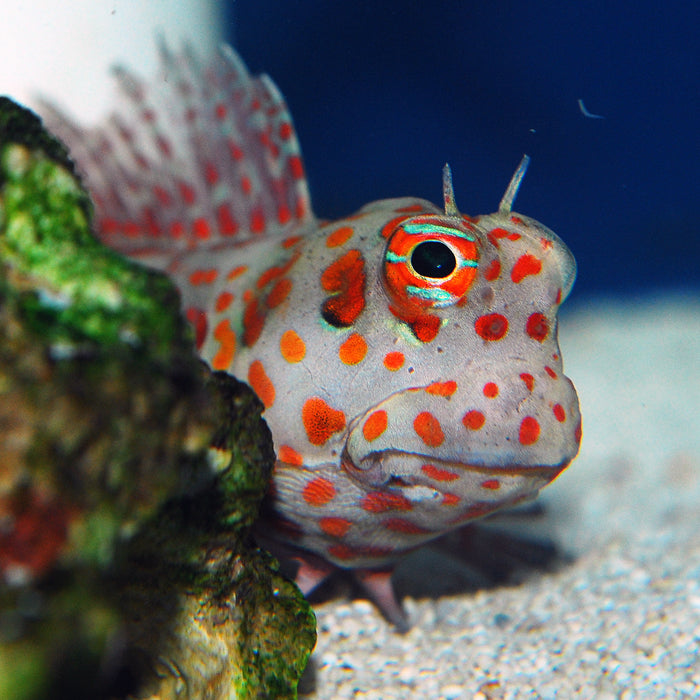 Blenniella chrysospilos (Orange Spotted Blenny)