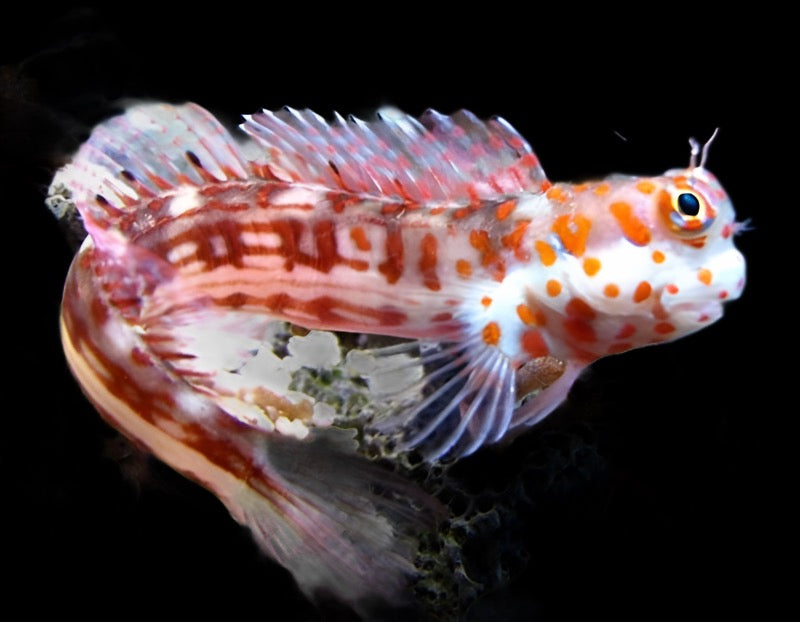 Blenniella chrysospilos (Orange Spotted Blenny)