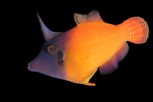 Pervagor janthinosoma (Red tail file fish)