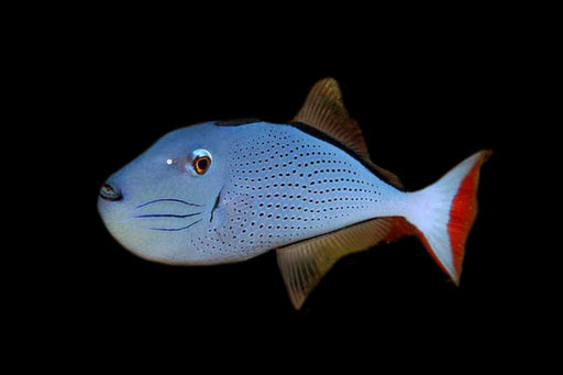 Baliste à queue rouge (Red Tail Triggerfish) Lg