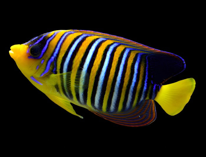 Pygoplites diacanthus (Regal Angelfish)