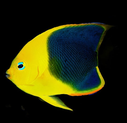 Holacanthus tricolor (Rock Beauty Angelfish)