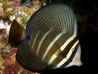Zebrasoma velifer (Sailfin Tang)