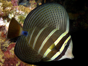 Zebrasoma velifer (Sailfin Tang)