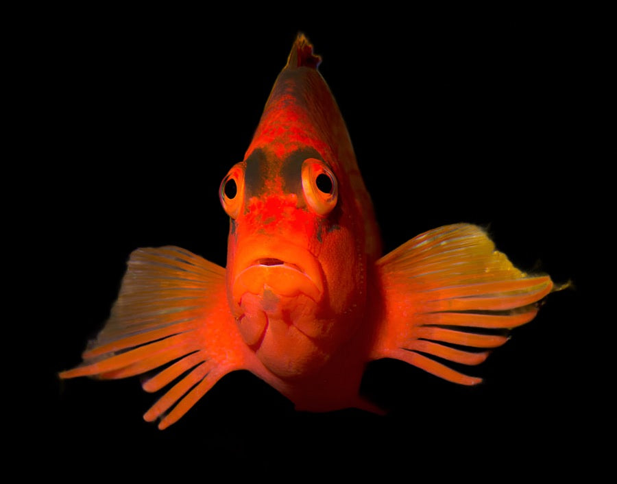 Neocirrhites armatus (Flame Hawkfish)