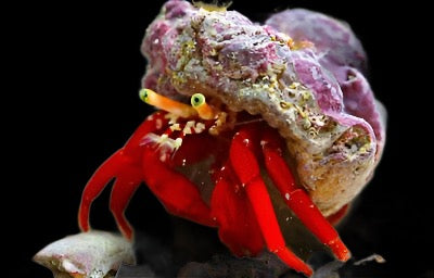 Paguristes cadenati (Scarlet Hermit Crab)