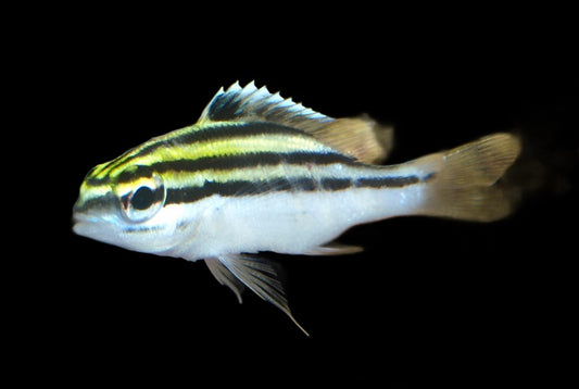 Scolopsis bilineatus (Two-line Monocle Bream)