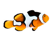Semi Onyx Ocellaris (Clownfish)