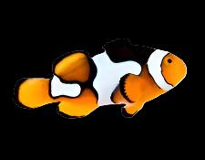 Semi Onyx Ocellaris (Clownfish)