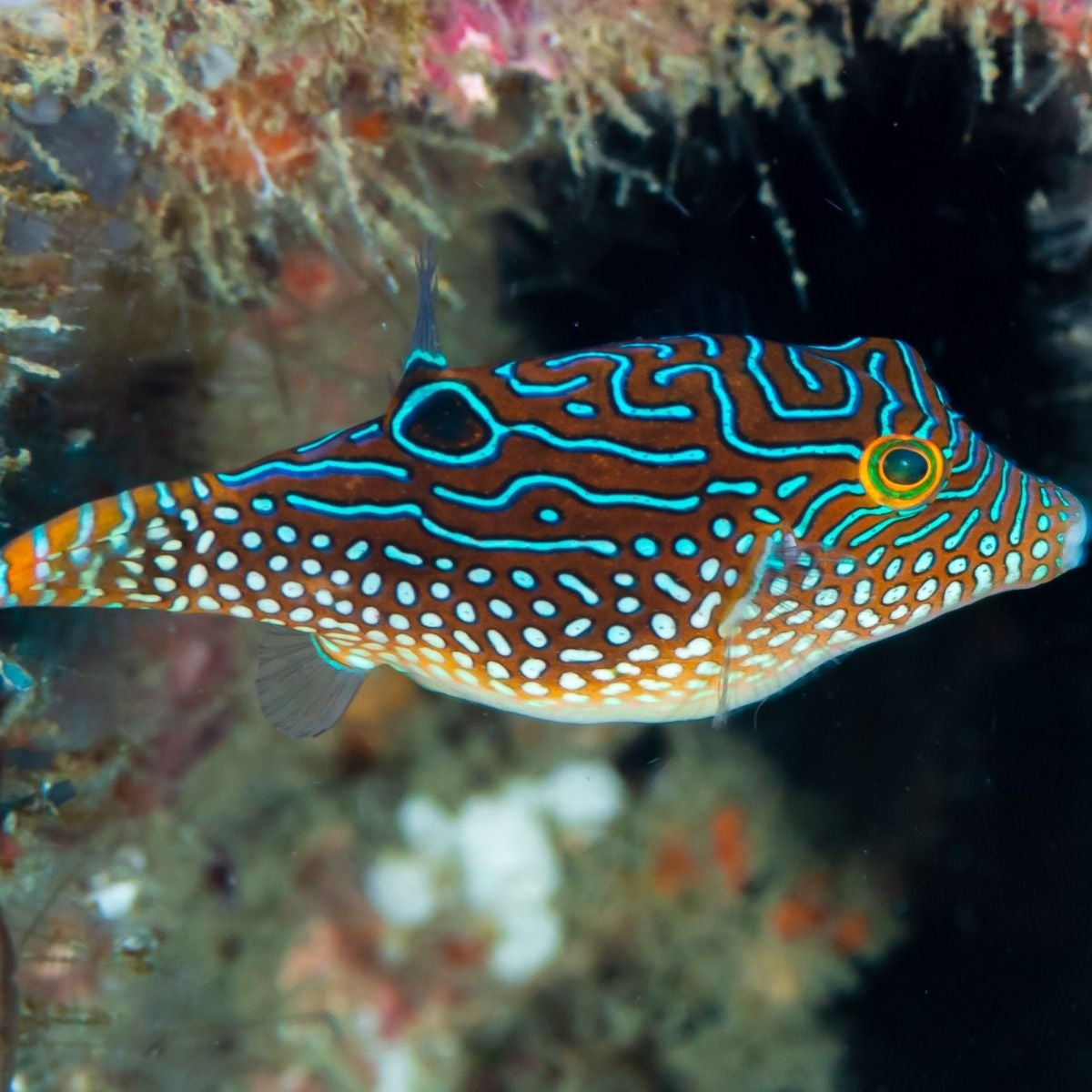 Canthigaster solandri (Blue spot Toby Puffer) Small 0.76-1 inches