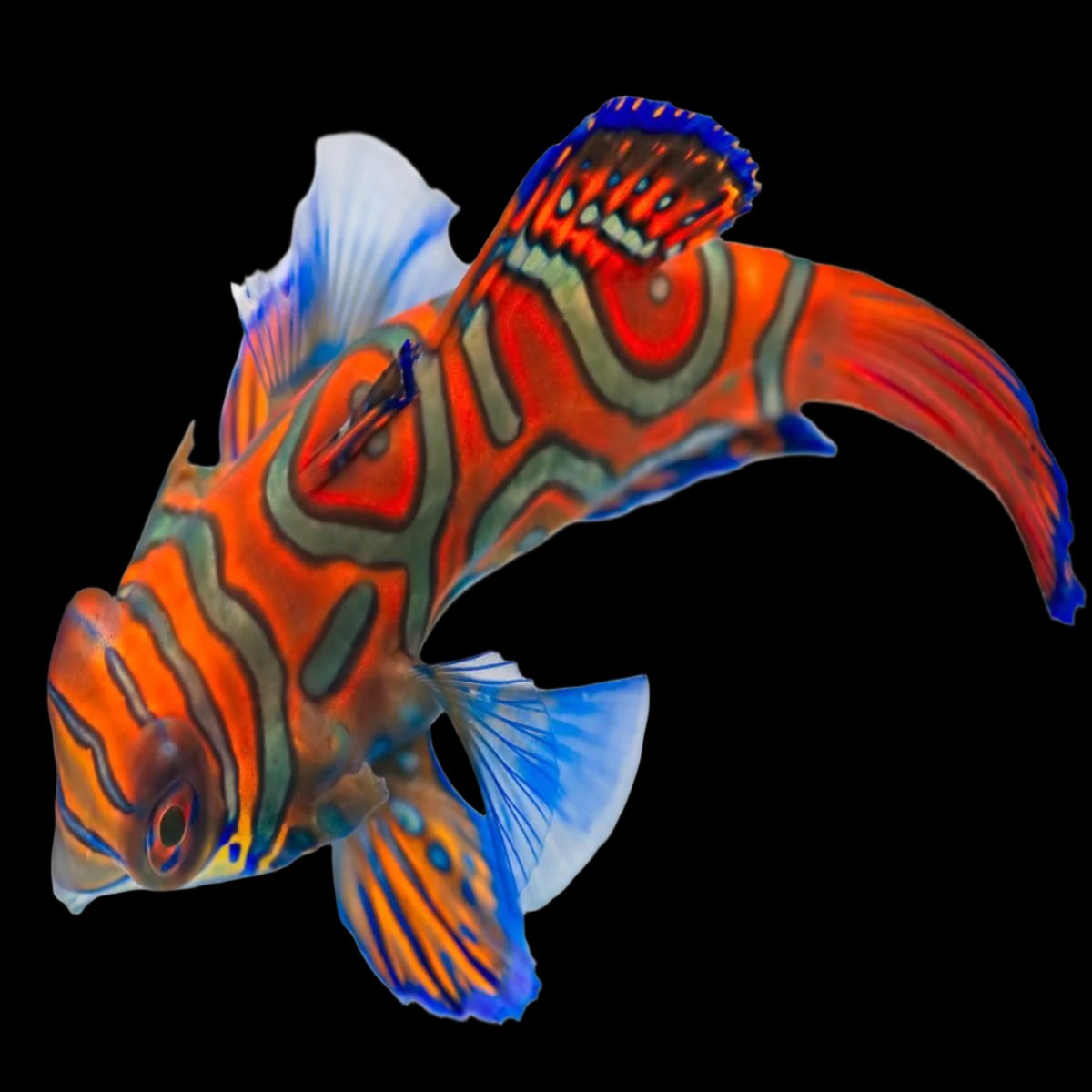 Synchiropus splendidus (Red Mandarin Goby)