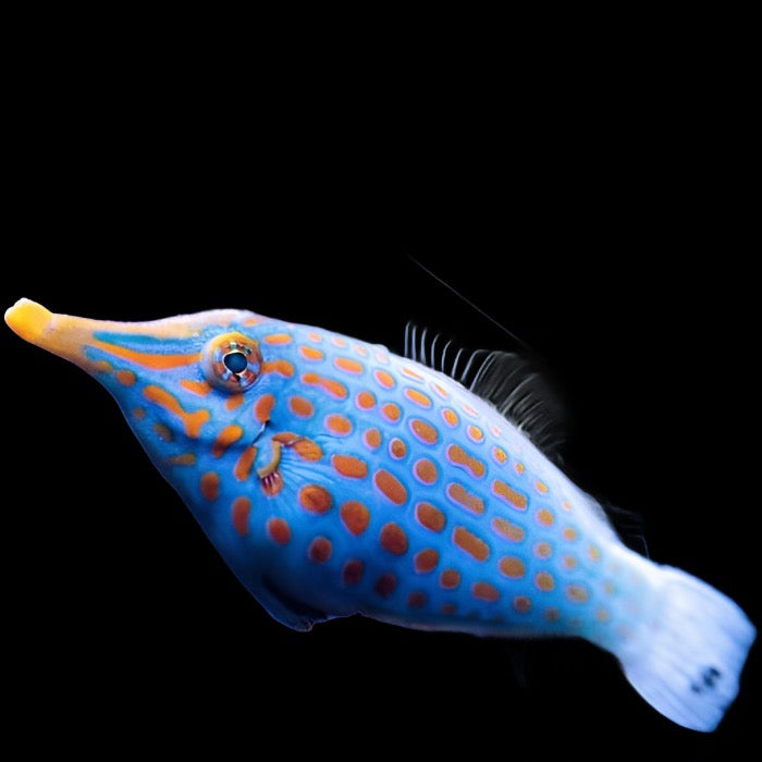 Oxymonacanthus longirostris (Orange Spot Filefish)