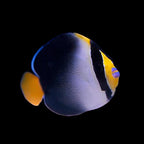 Chaetodontoplus mesoleucus (Singapore Angelfish)