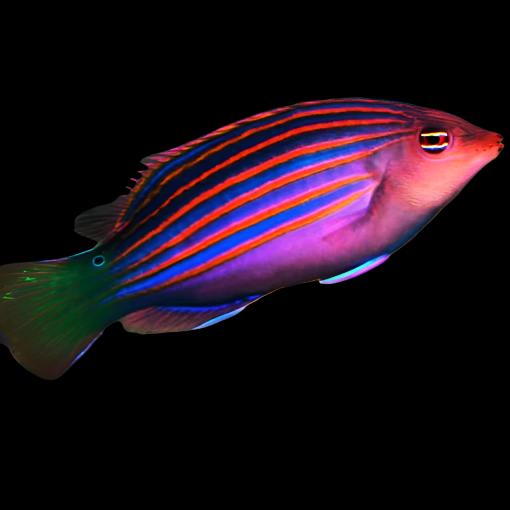 Pseudocheilinus hexataenia (Sixline Wrasse)