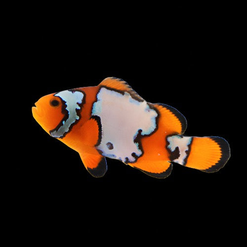 Snow Flake Flurry Ocellaris (Clownfish)