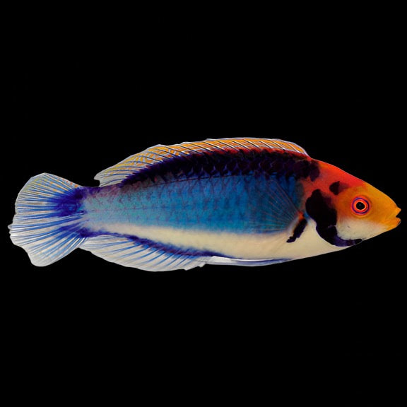 Cirrhilabrus solorensis (Solorensis Fairy Wrasse)