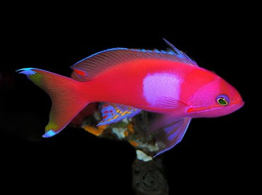 Pseudanthias pleurotaenia (Squareback Anthias) Male