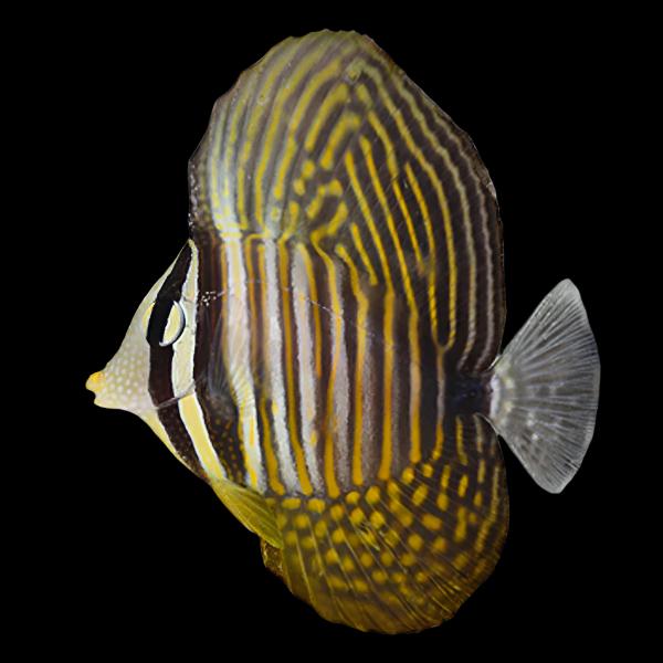 Zebrasoma desjardini (Desjardinii Sailfin Tang) Small 1.76-2.5 inches