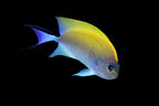 Genicanthus melanospilus (Japanese Swallowtail Angelfish)