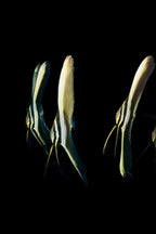 Platax teira (Teira Batfish)