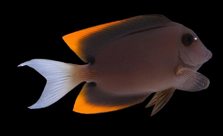 Ctenochaetus tominiensis (Tomini Tang) Large