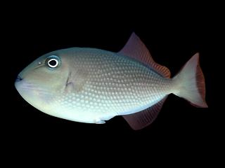 Xanthichthys auromarginatus (Blue Throat Triggerfish) Femelle