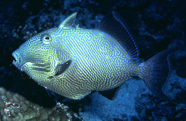 Pseudobalistes fuscus (Blue triggerfish)