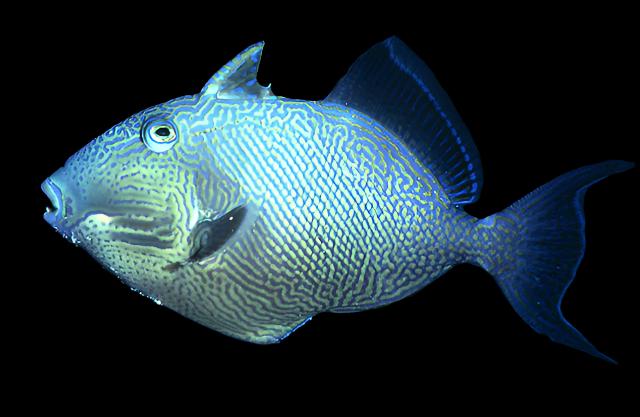 Pseudobalistes fuscus (Blue triggerfish)