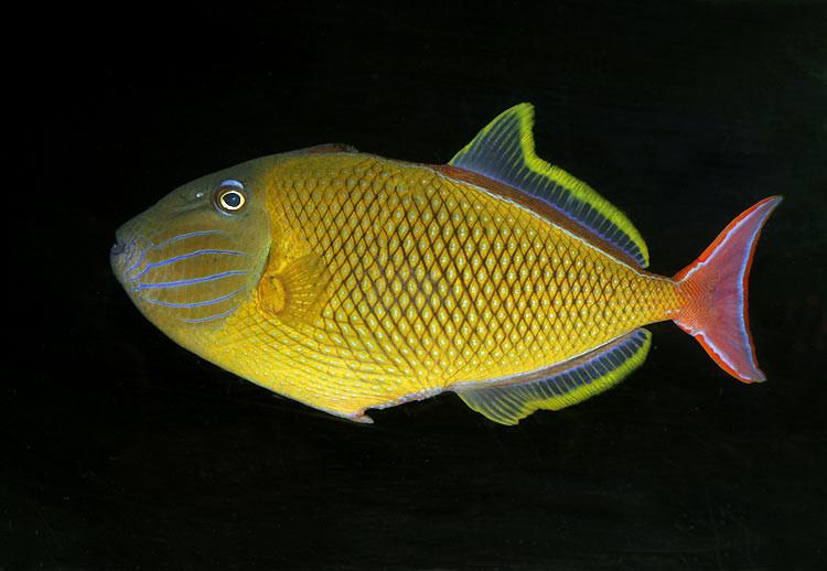 Xanthichthys mento (Crosshatch triggerfish)