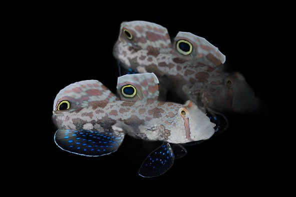 Twin Spot Signal Goby