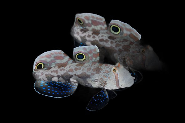 Signigobius biocellatus (Twin Spot Signal Goby)