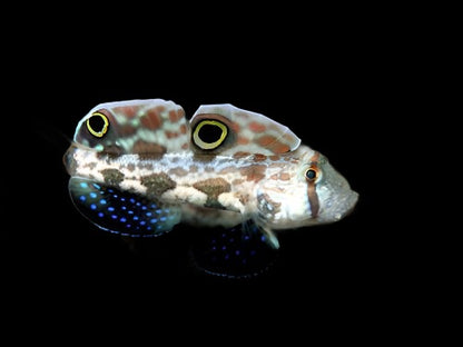 Twin Spot Signal Goby