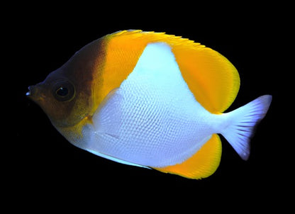 Hemitaurichthys polylepis (Yellow Pyramid Butterflyfish)