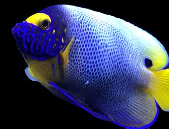 Pomacanthus xanthometopon (Blueface Angelfish)