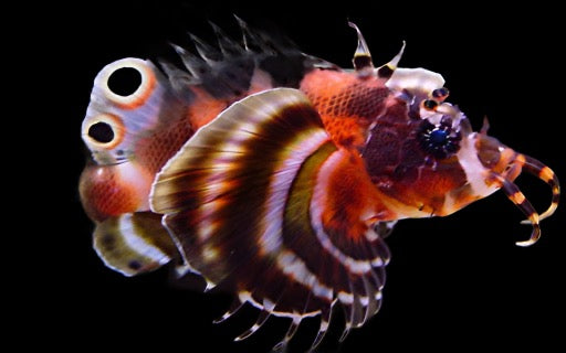 Dendrochirus biocellatus (Fu Manchu Lionfish)