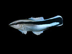 Labroides dimidiatus (Cleaner Wrasse)