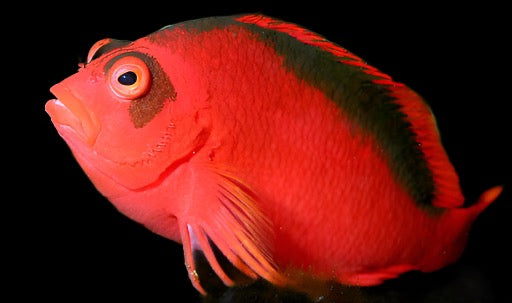 Neocirrhites armatus (Flame Hawkfish)