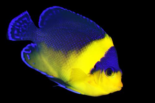 Paracentropyge venustus ( Venustus Angelfish )