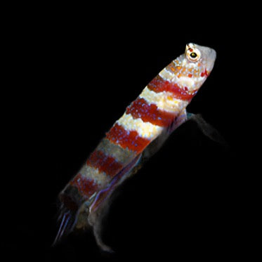 Amblyeleotris wheeleri (Wheeler's Shrimp Goby)