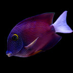 Ctenochaetus flavicauda (White Tail Bristletooth Tang)