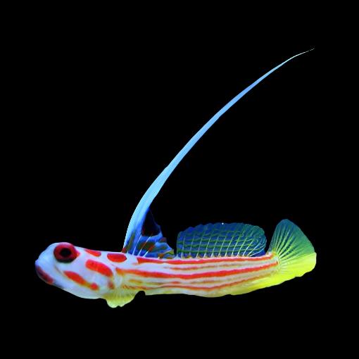 Stonogobiops yasha (Yasha Hase Goby)
