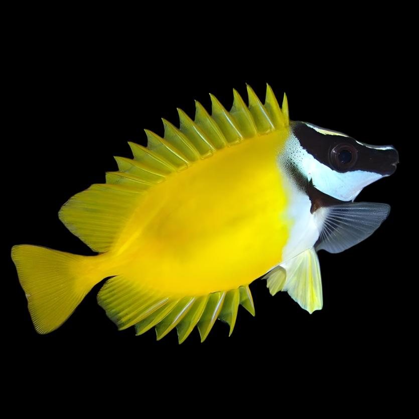 Siganus vulpinus (Foxface Yellow) Large