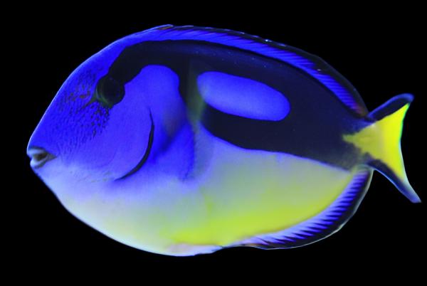 Paracanthurus hepatus var. (Hippo Tang Yellow Belly)