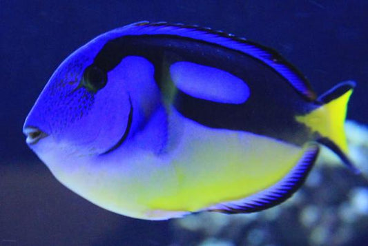 Hippo Tang Yellow Belly